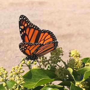 Meet your Posher, Posh